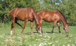 Dowolny tytuł zdjęcia